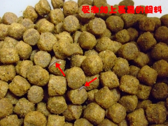 正確的飼料保存觀念,防潮乾燥的重要性