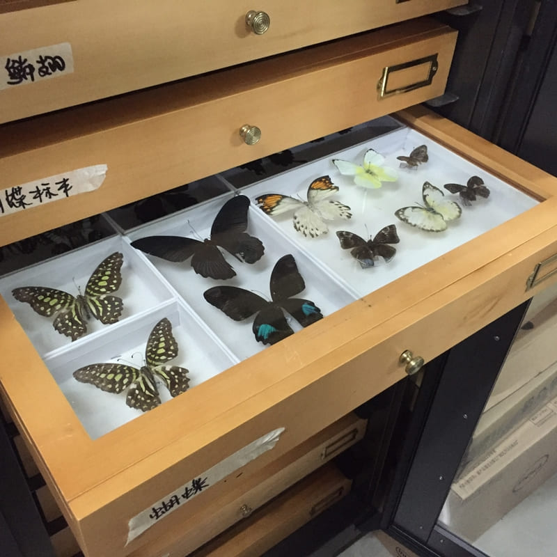S-039 訂製蝴蝶標本防潮櫃